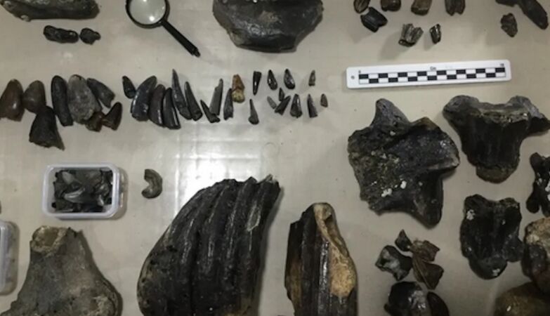 140,000 bones reveal secrets about extinct human species