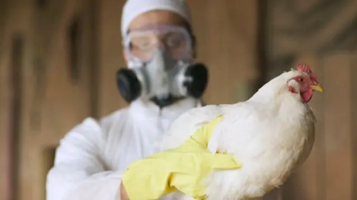 Man holding chicken