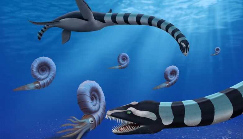 Unveiled mystery with 40 years of bizarre marine monster