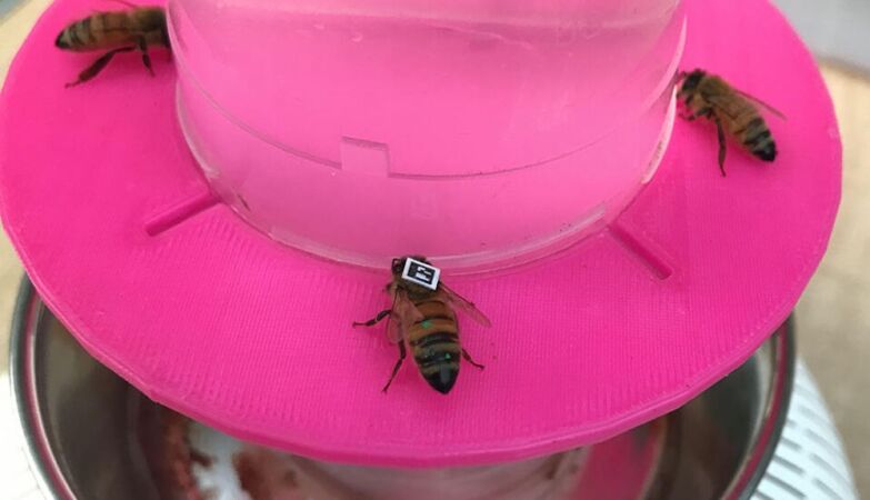 Fukushima's disaster stupid the bees