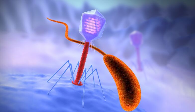 Cholera bacteria have a secret: they are smarter than viruses