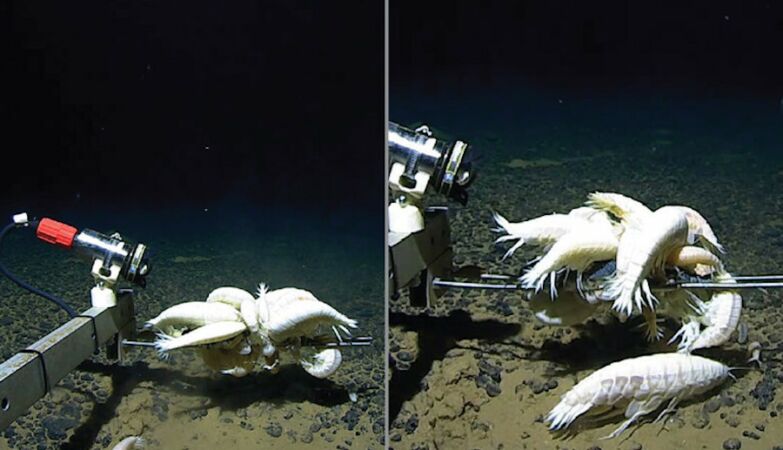 “Rare” supergent crustacean can after all be present in 60% of the ocean bottom