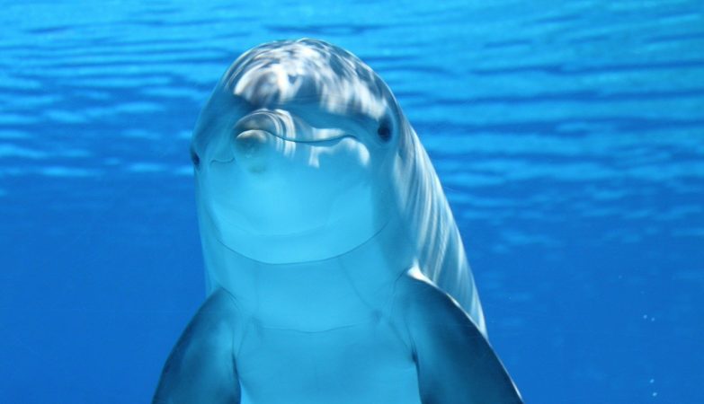 Dolphins give themselves a name (which may contain important information)