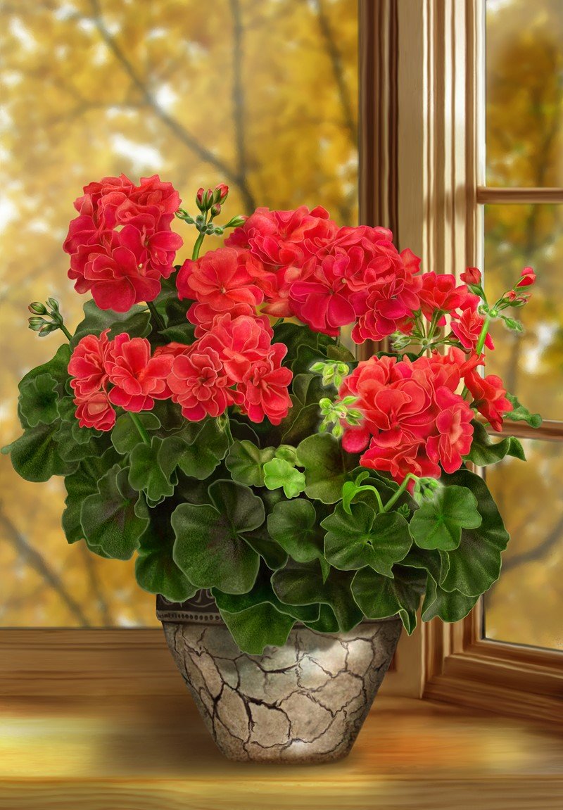 Why do experienced hostesses recommend building flowering geraniums on each windowsill?
