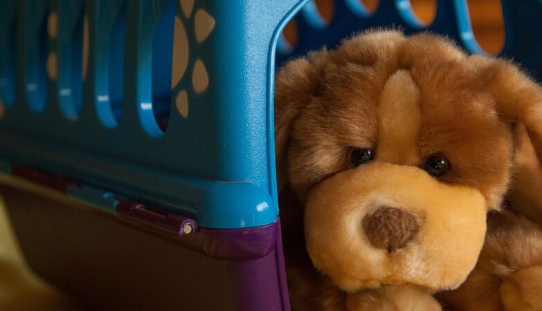 Baby fever Reborn arrived at animals. Reborn dogs are linked and even go to the hatch