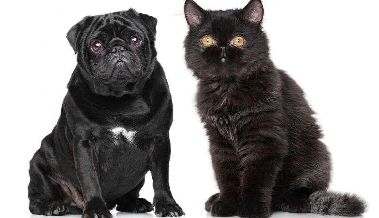 Cats and dogs are becoming physically similar. It is the fault of humans