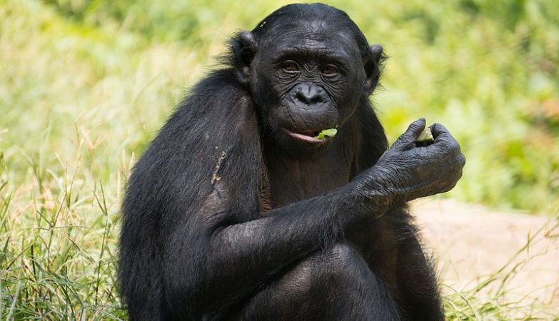 Chimpanzees also use “toilet paper”