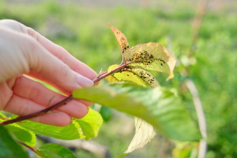 Aphids