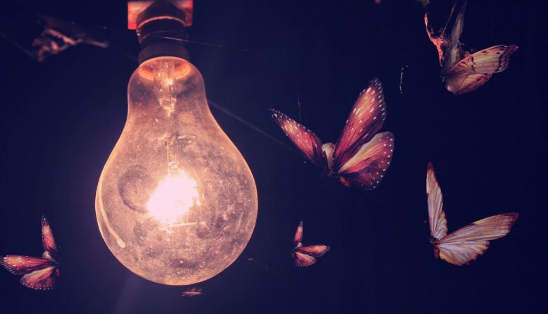 The moths do not invade the house by light, but by our smell