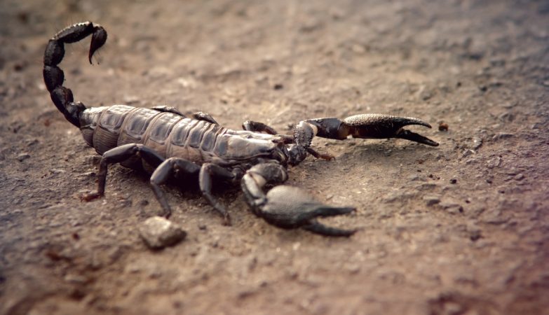 The scorpions are invading cities in Brazil. It is a “silent crisis”