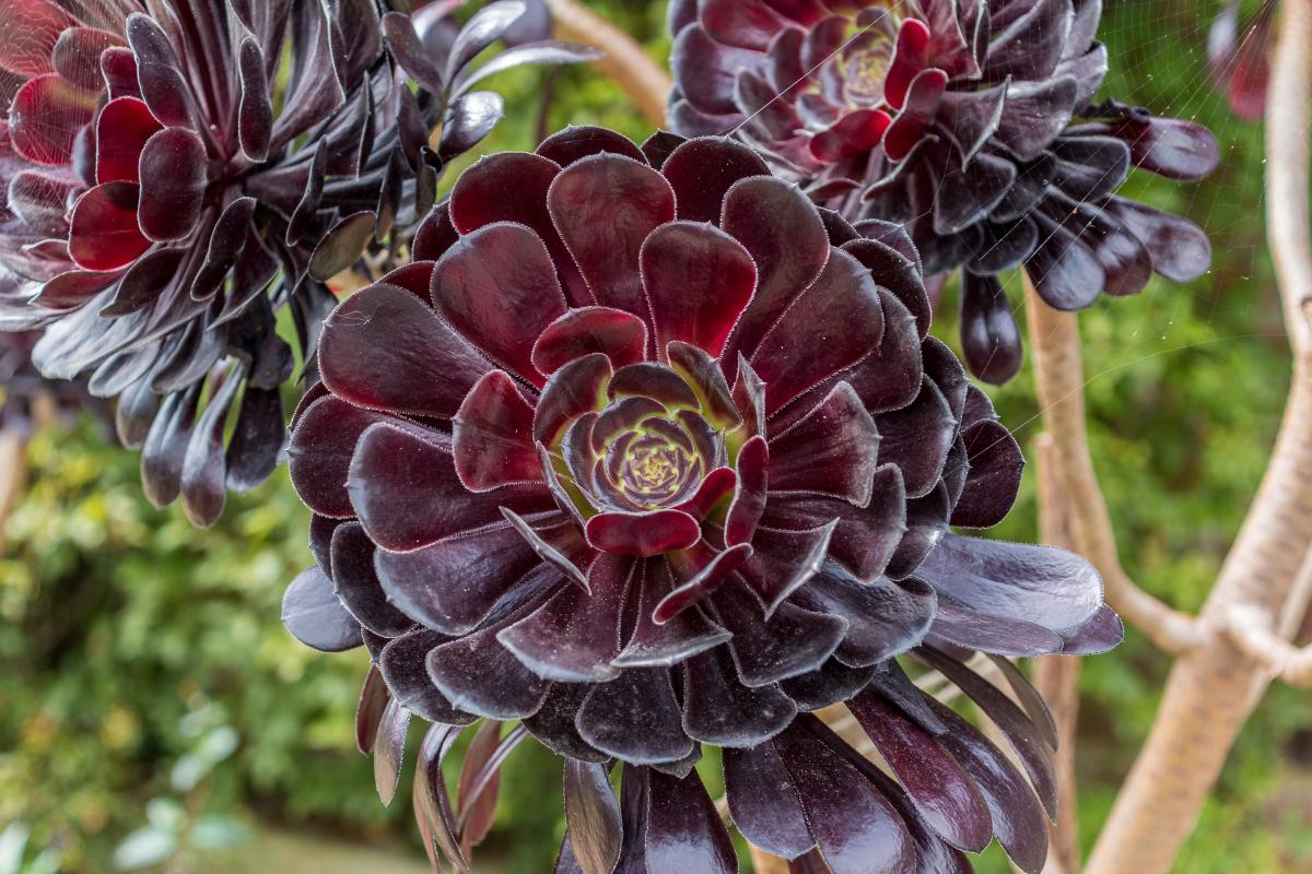 Succulent transformed by heat