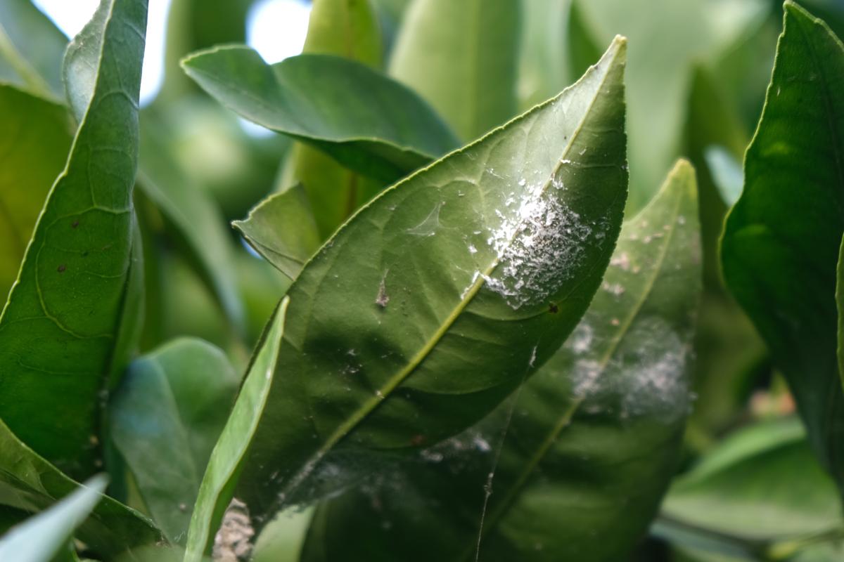 Aphids on lemons in pots