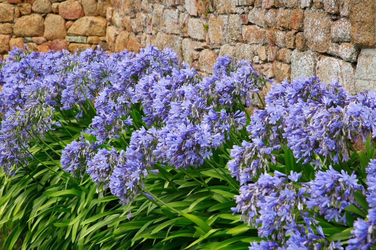 The Agapanto flowerbeds