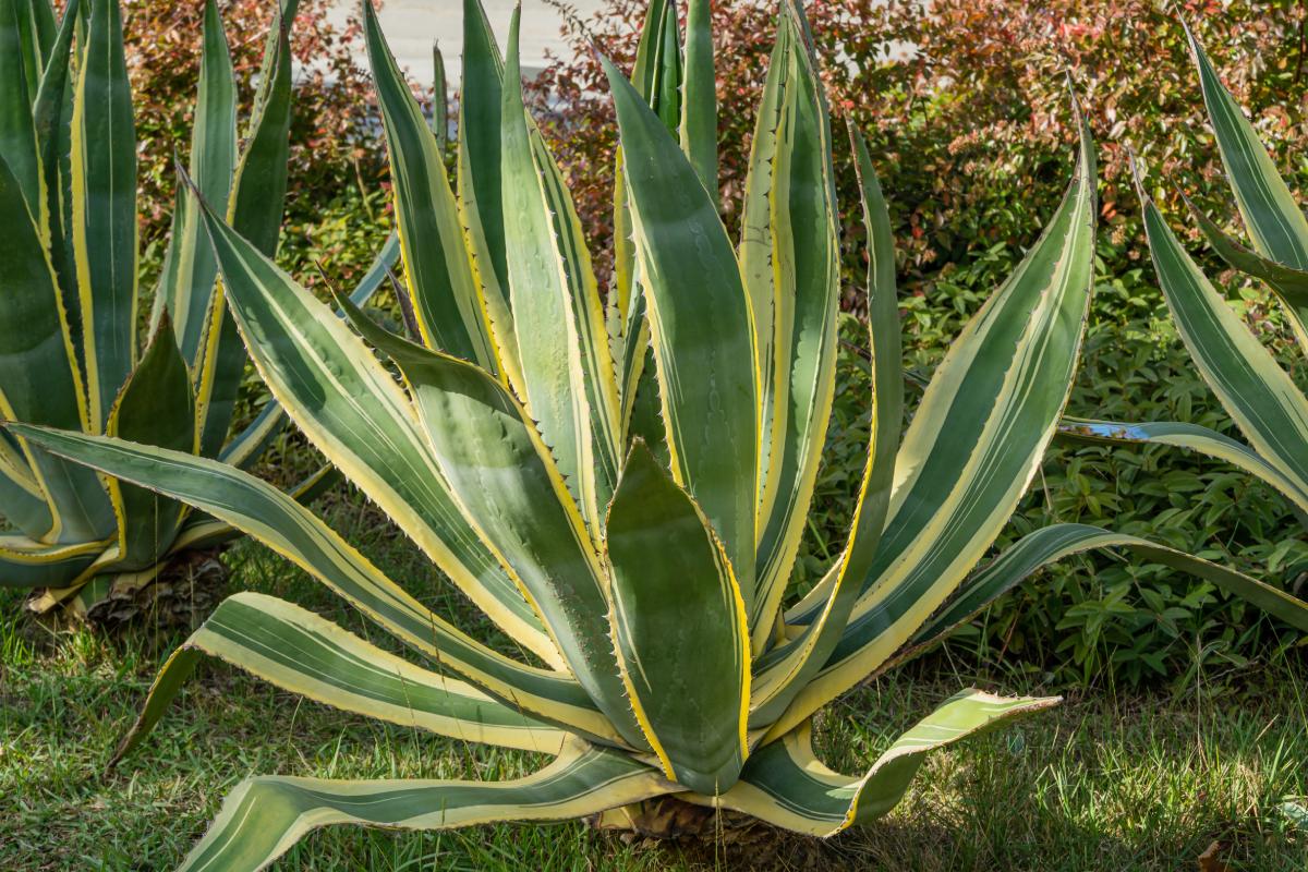 Succulent giants at home: the secret they know few