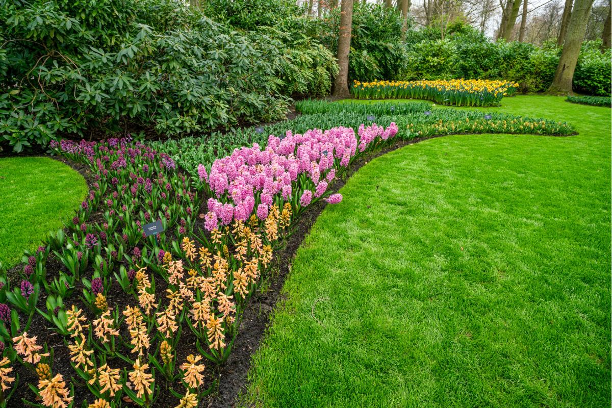 Beautiful flowerbed