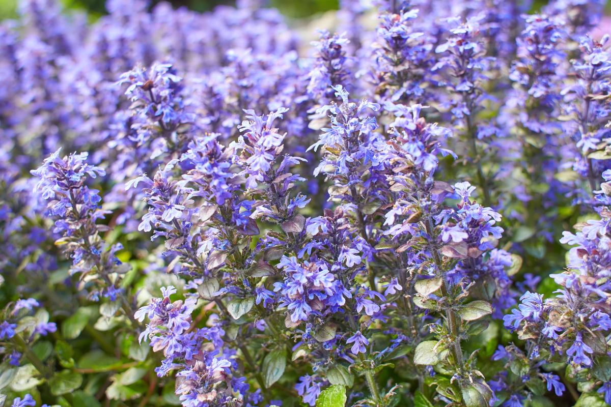 In the garden the best matches against weeds