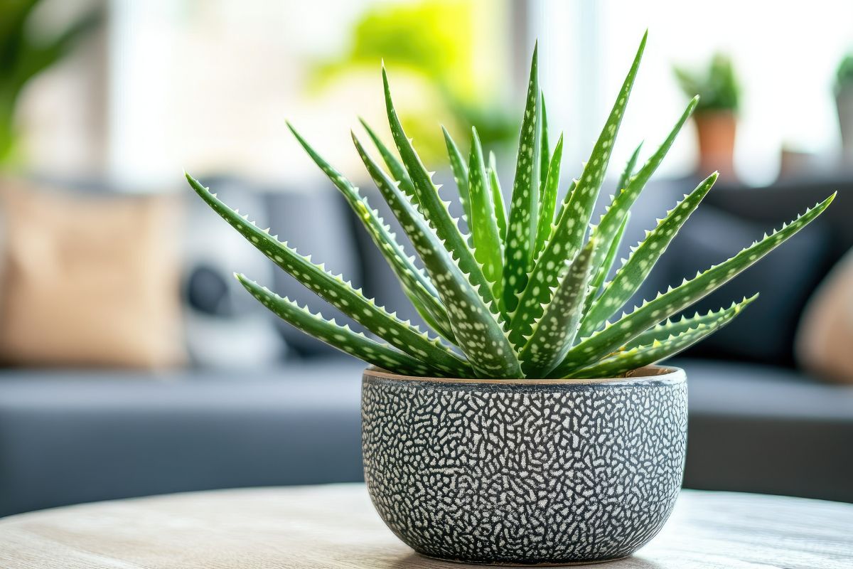 Aloe vera in vase in the living room
