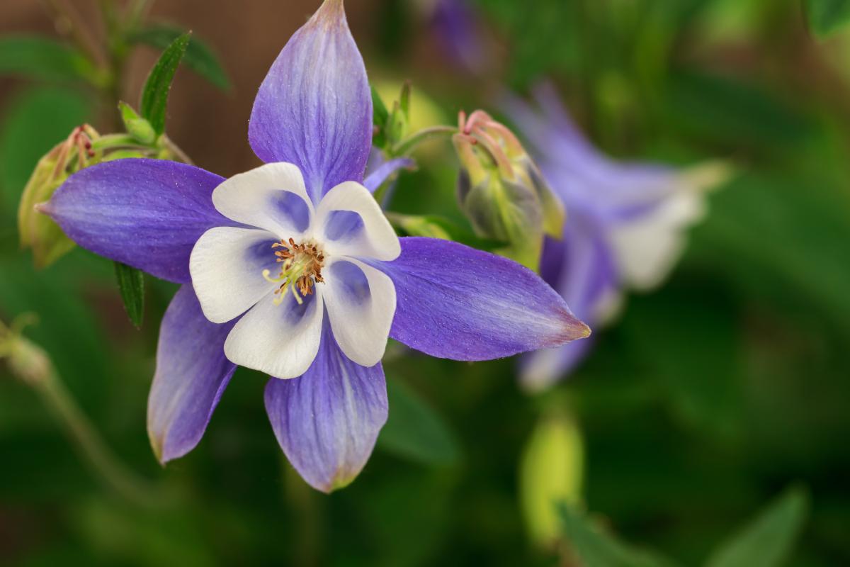 Perennial plants that give effortless flowers