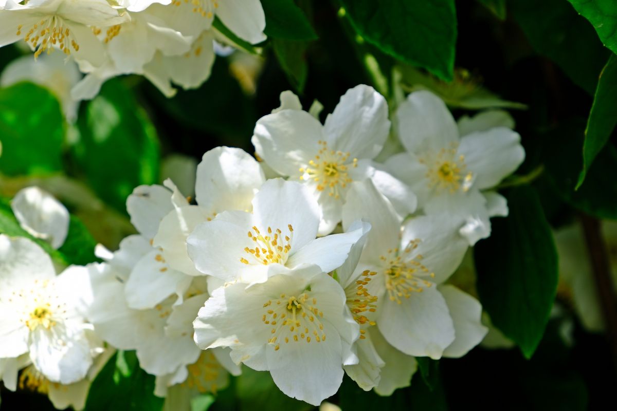 Garden perfumed shrubs