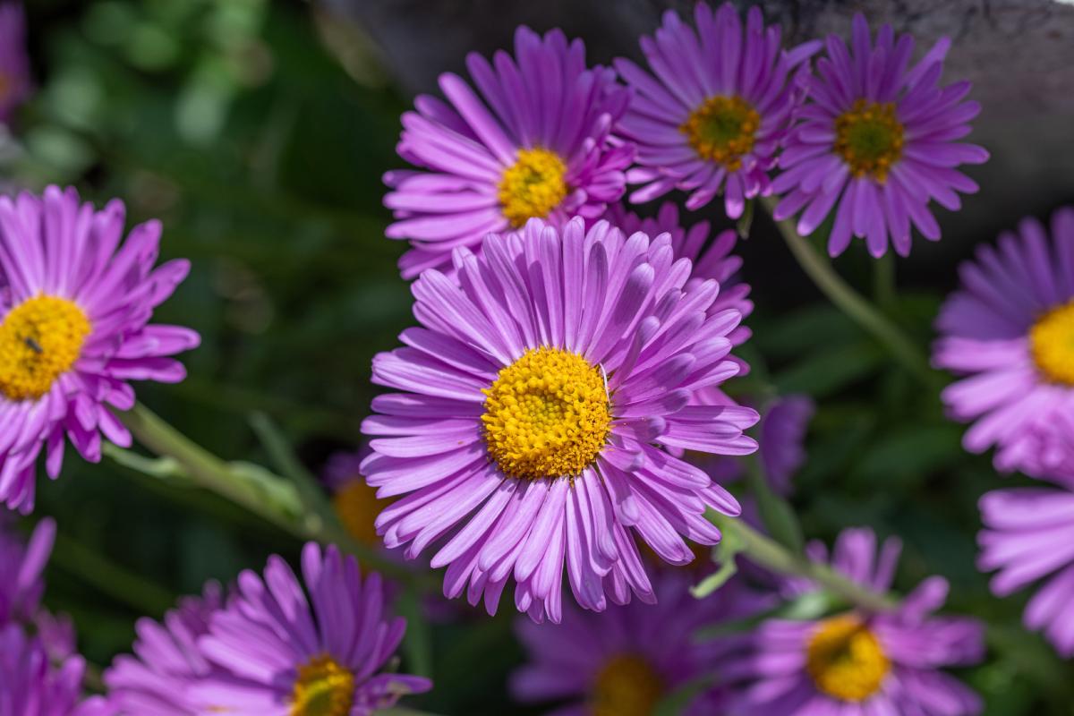 Perennial pages that bloom annually without effort