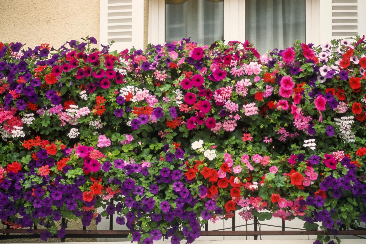 Spring colors: how to combine plants and flowers for a wow effect