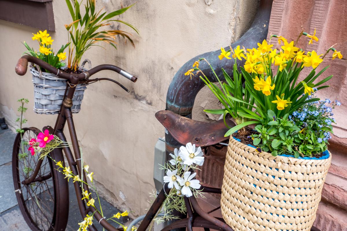 Narcisi in recycled planters