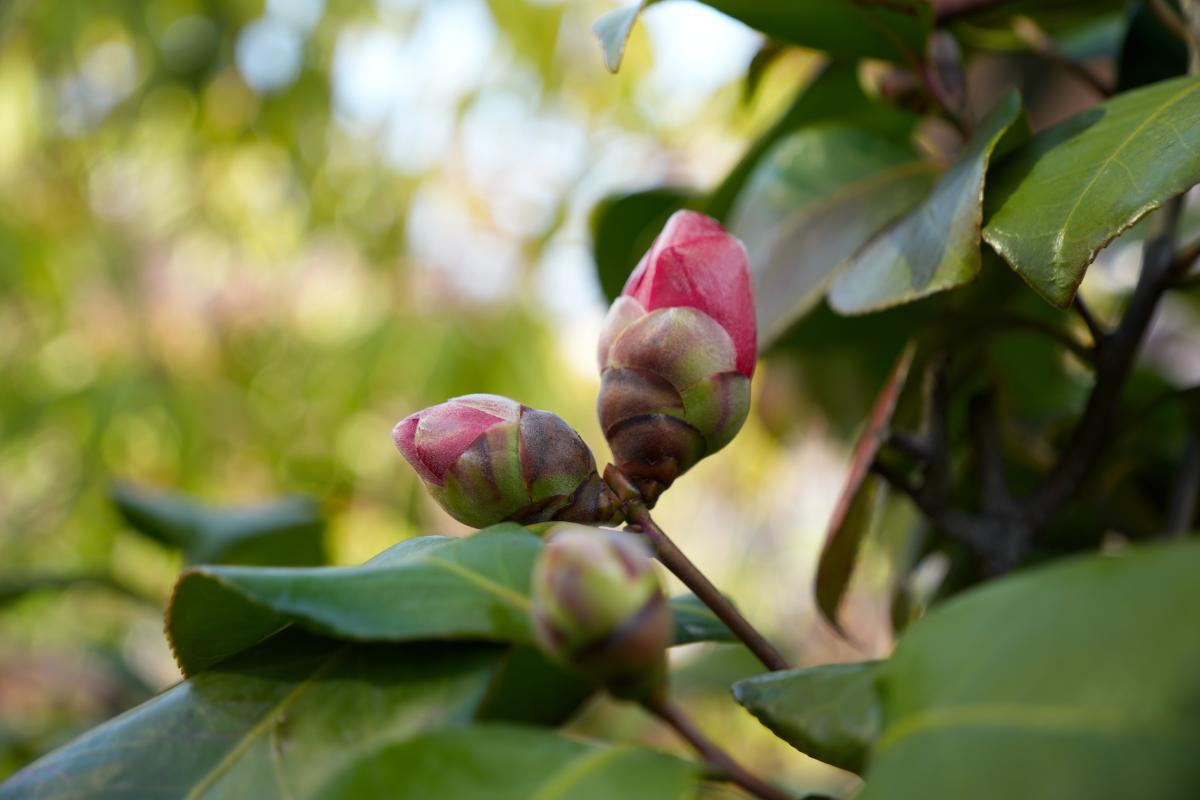Fertilization of a plant: here's when to do it