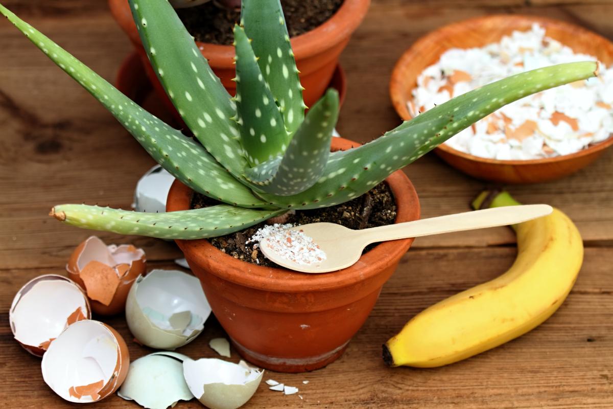 5 natural fertilizers for plants
