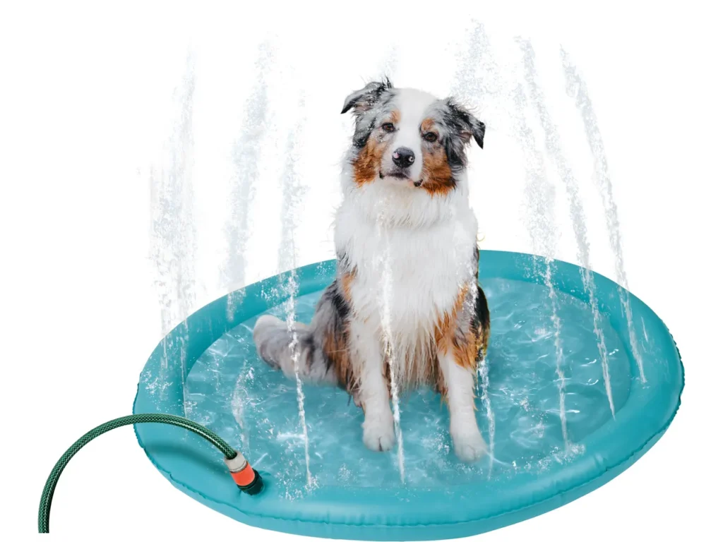 Refreshment for Paths: Lidl Launches Chatter and Water Carpet for Dogs for less than 20 €