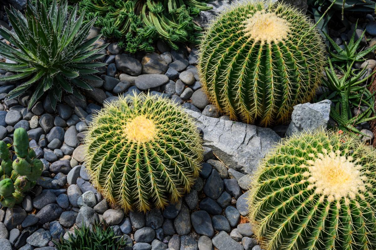 Cactus and Talea: here is the method