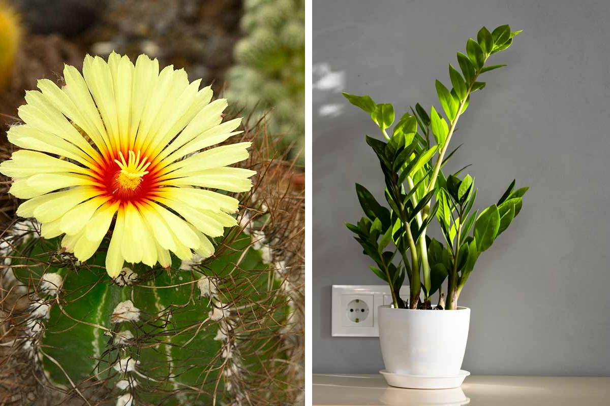 5 almost immortal plants: they live where the others die