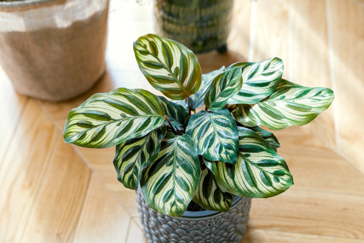 Avoid stagnation and mold in apartment plants
