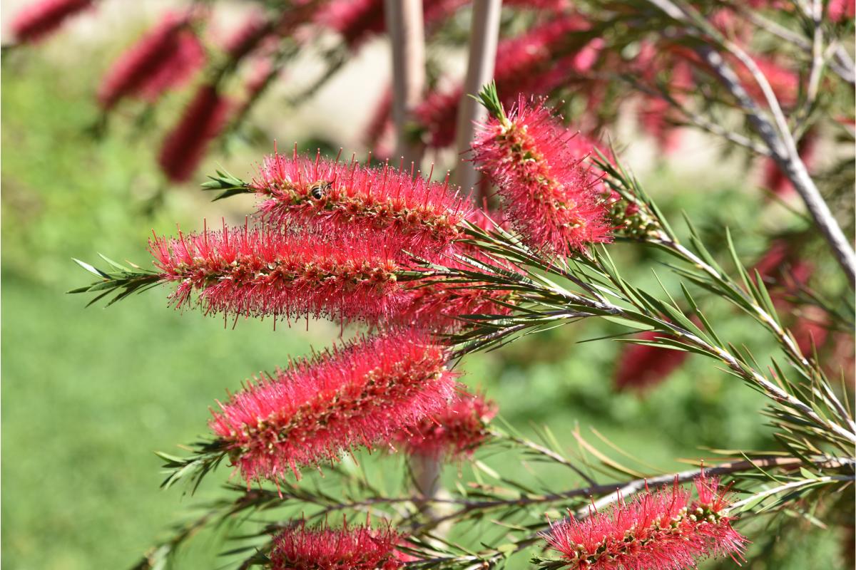 The varieties of callistemon in spring in the garden
