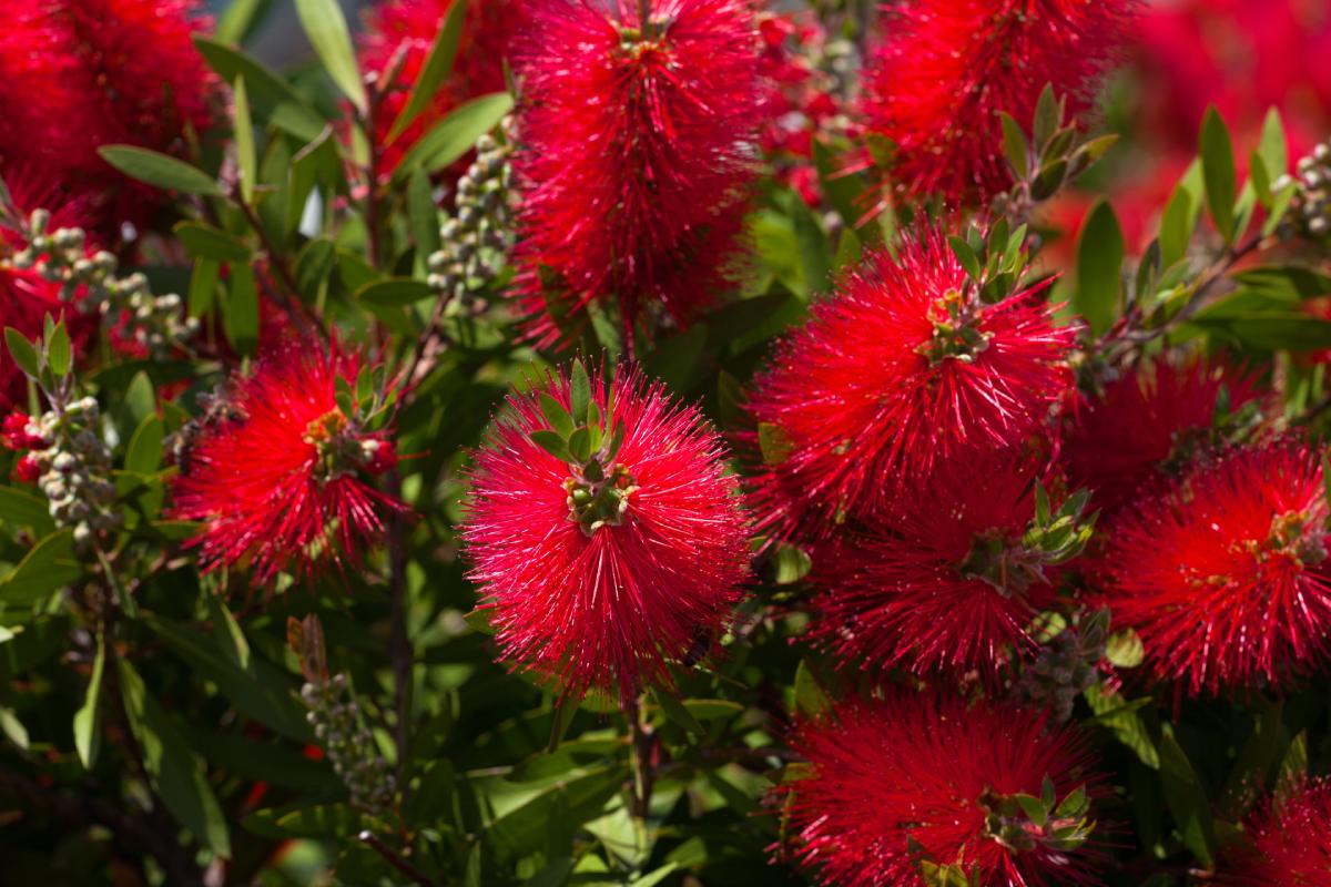 Plant the calliston in the garden in spring