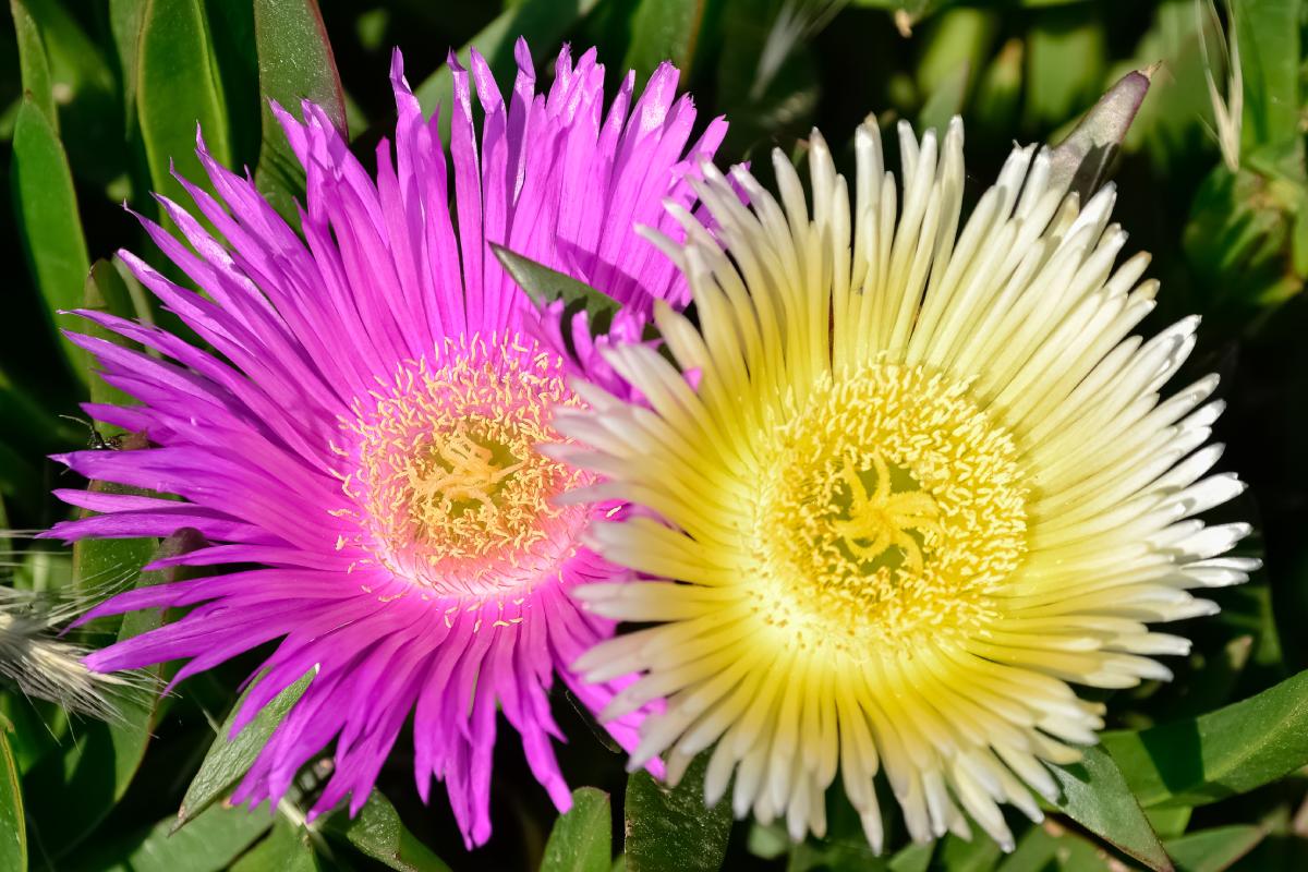 The garden near the sea becomes beautiful with the carpobrotus