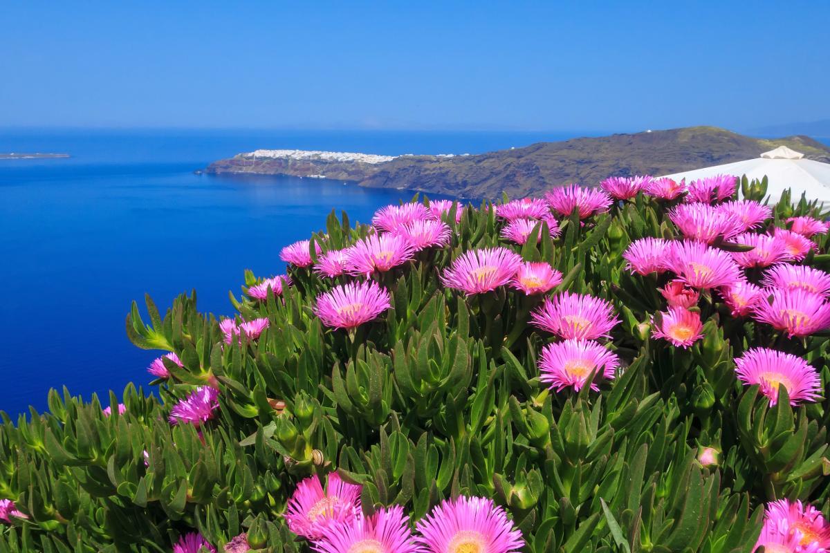 The garden near the sea with the carpobrotus