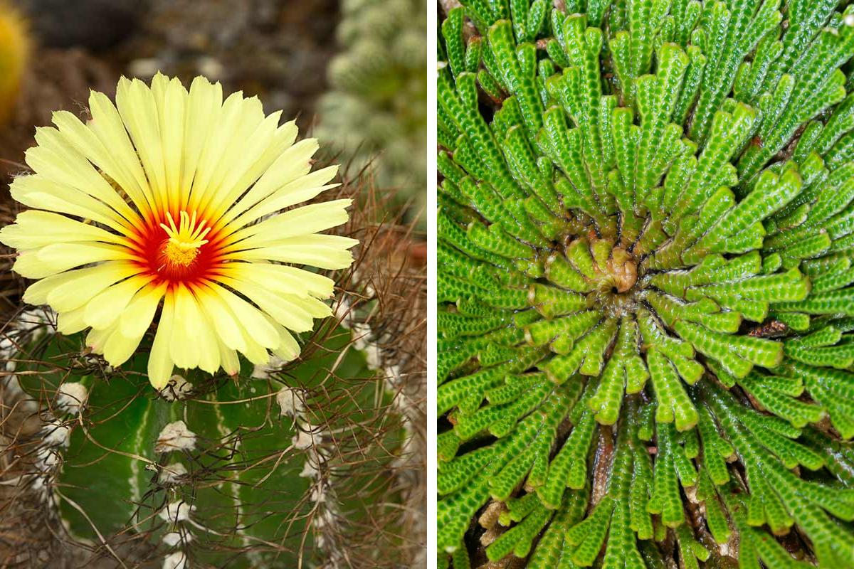 The 5 almost immortal plants