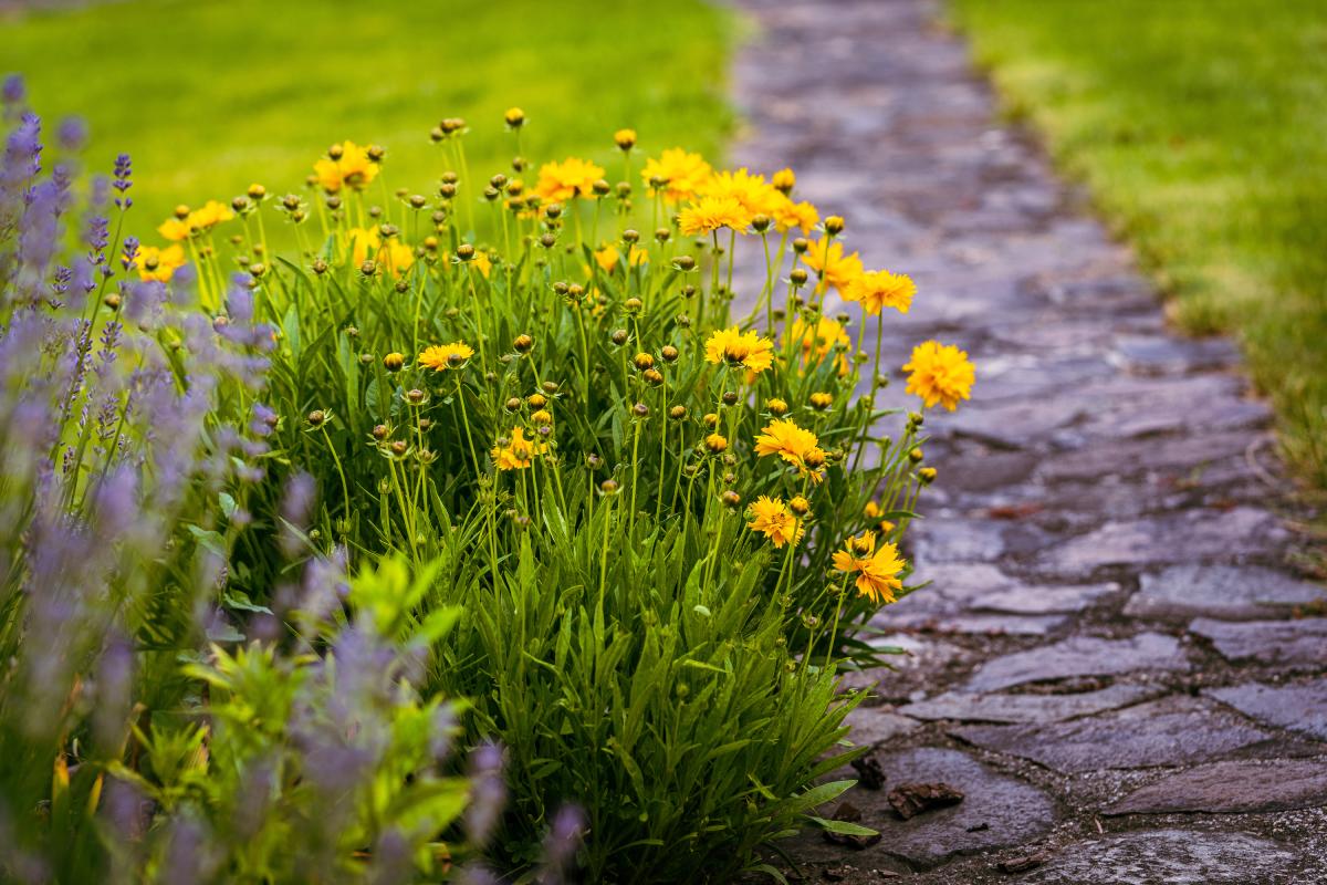 Coreopsis and lavender in the perfect flowerbed for the summer
