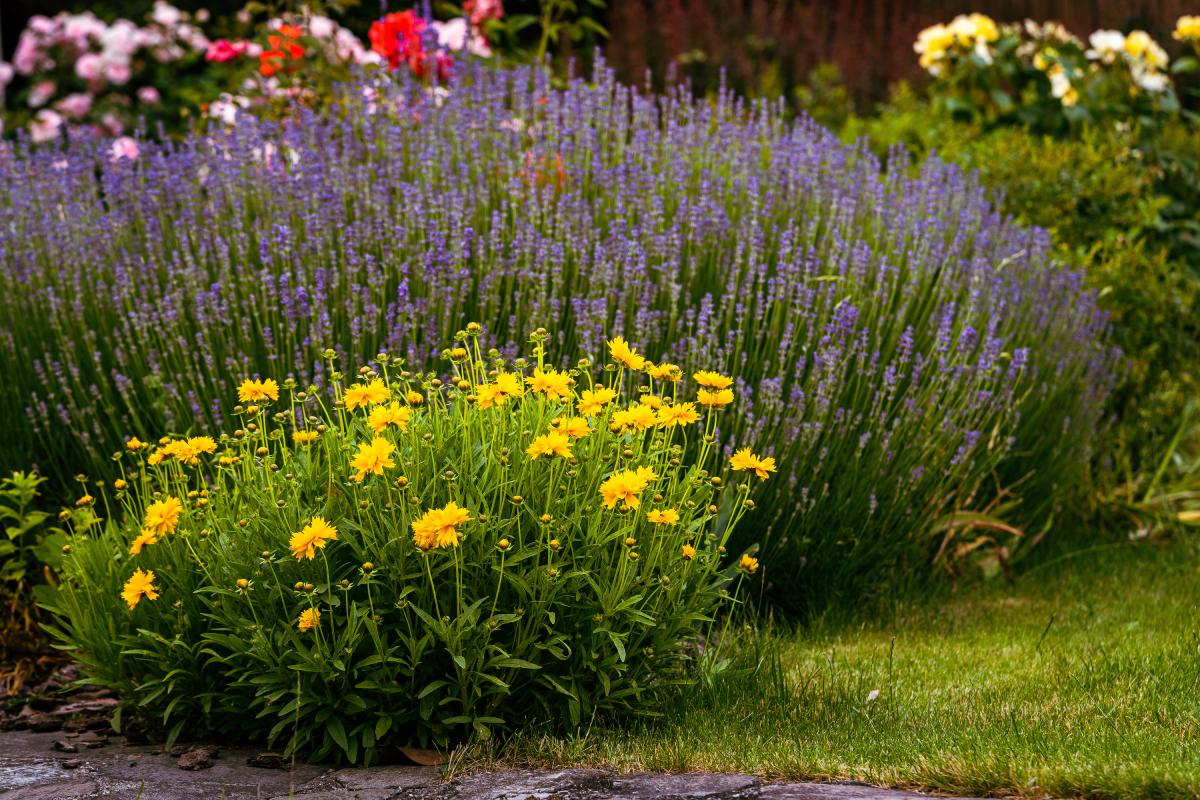 Coreopsis and lavender for a heat -proof flowerbed