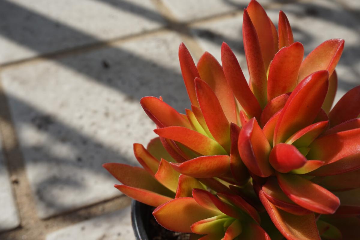 The sucutcent plants that the sun can transform