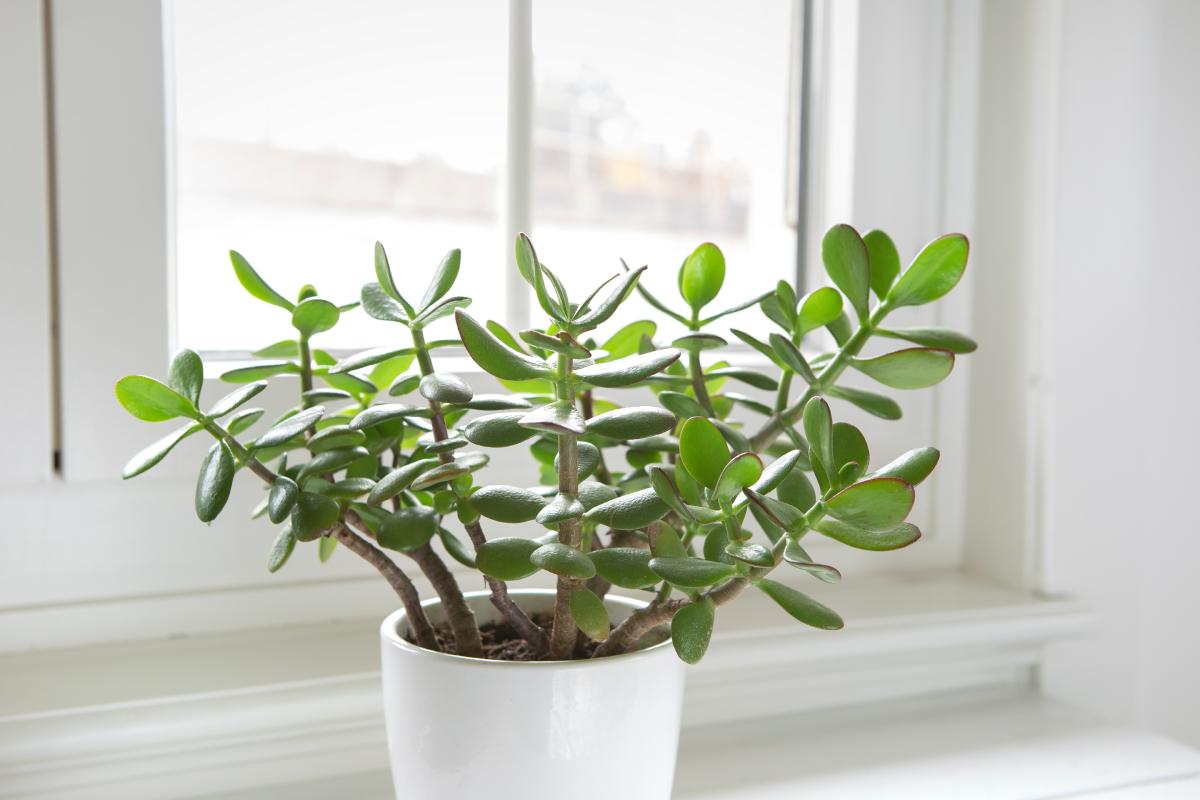 The succulent