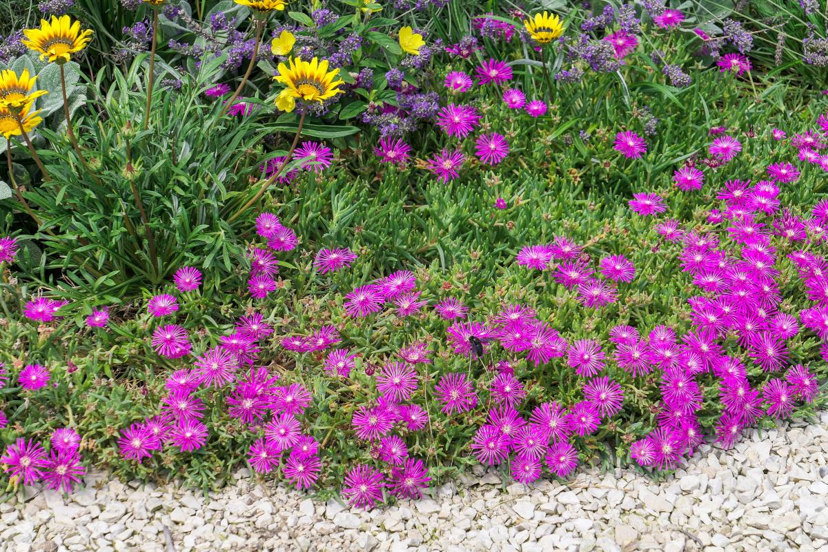 The resistant flowers of the Delosperm