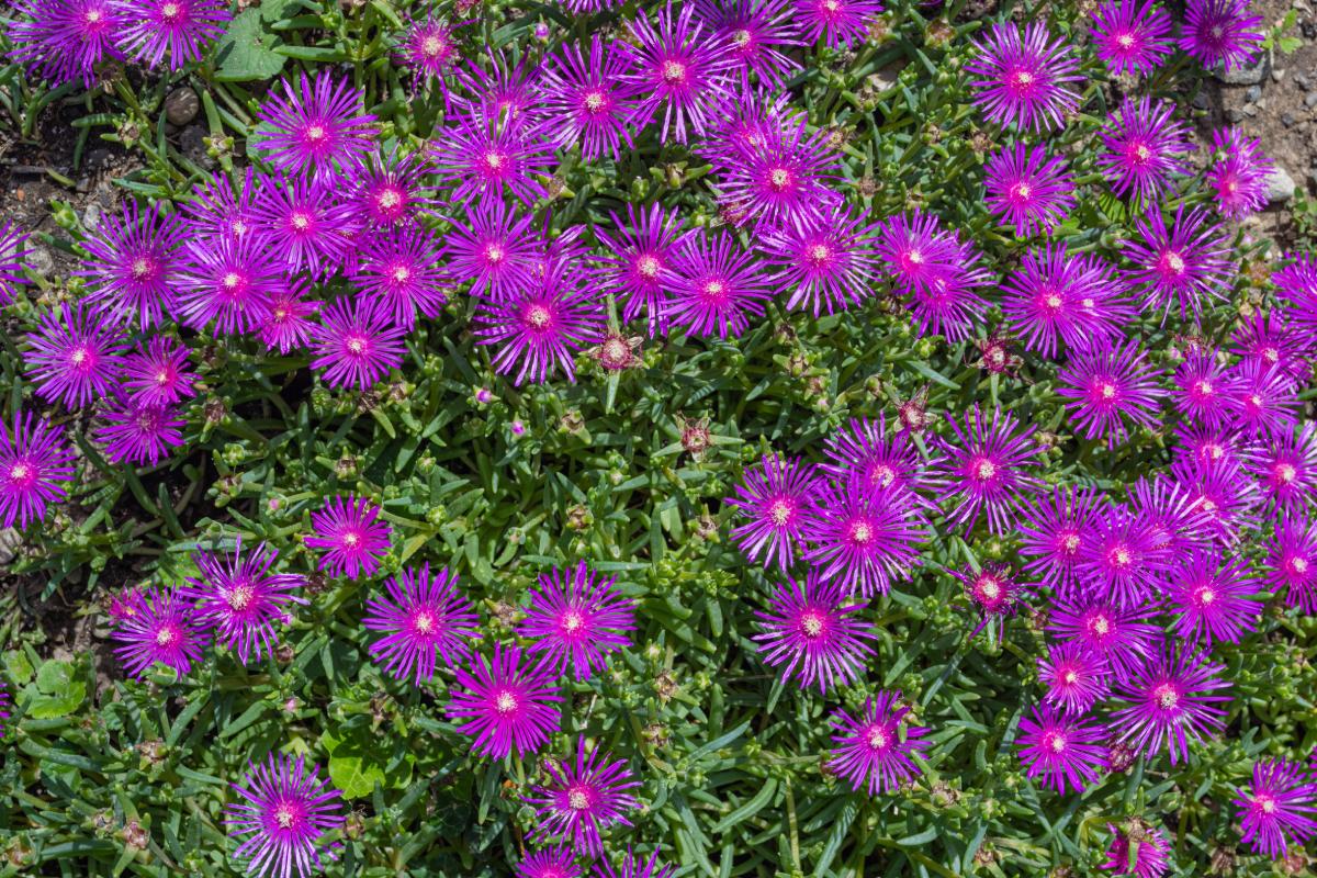 Multiply the Delosperm