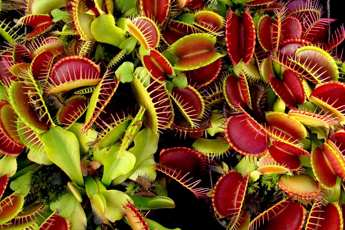 Plants not to repot in spring