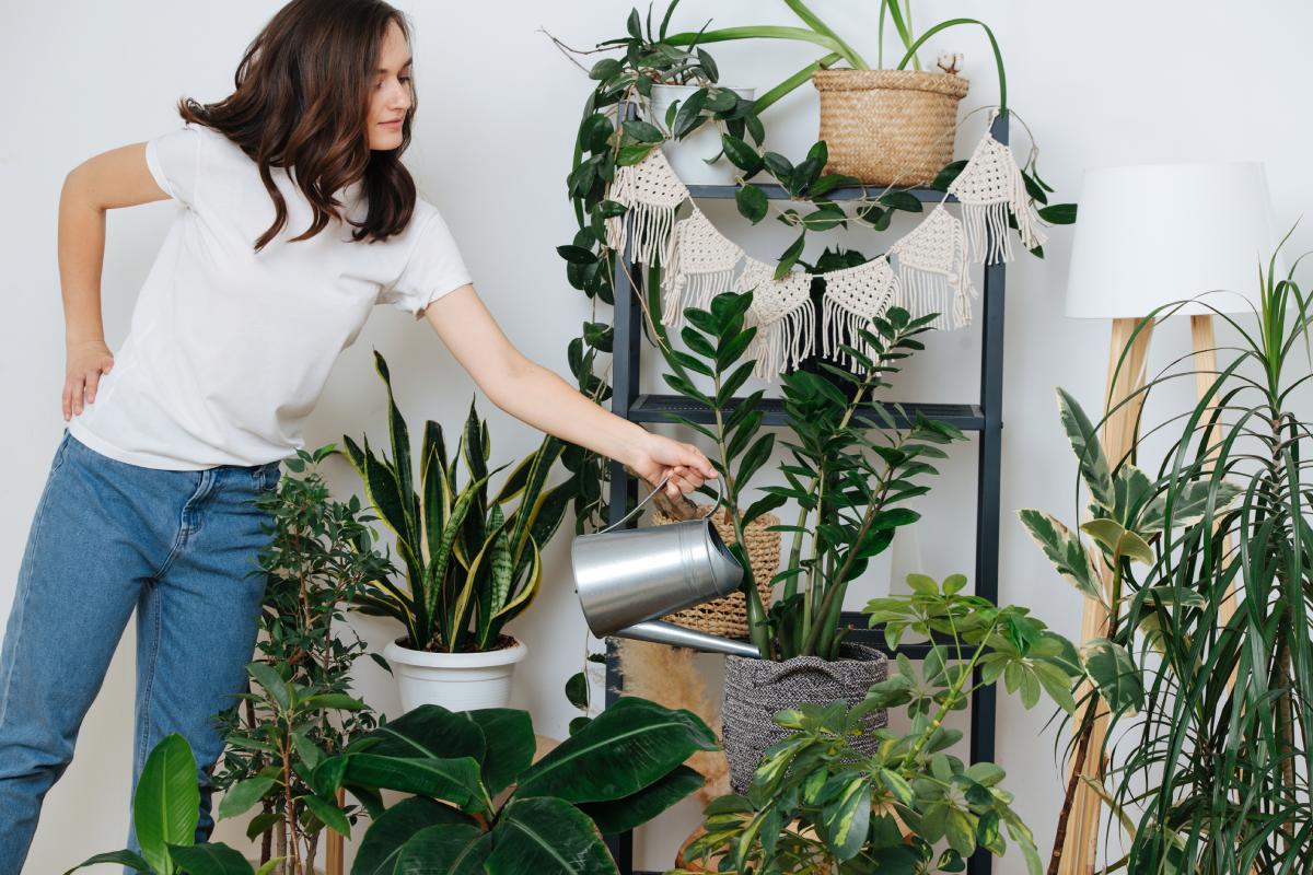 Home plants that do not fear forgetfulness in watering