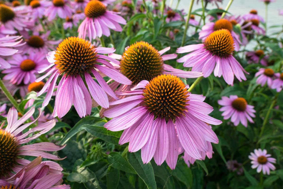 Perennial plants to plant only once