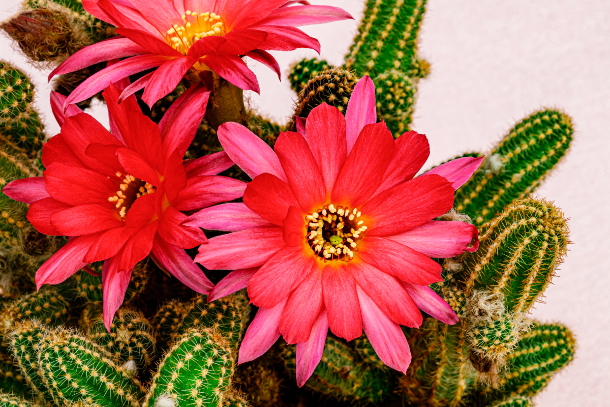 Fatty plants with spectacular blooms