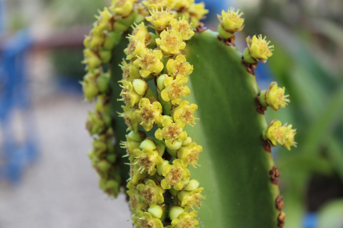 Succulent plants inside the house