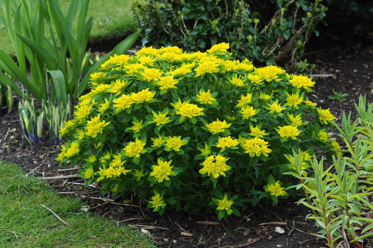 The flower beds with the most resistant plants