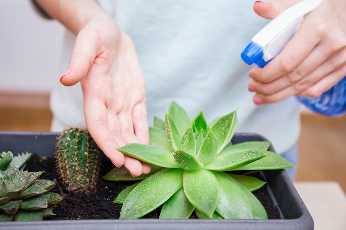The mixture of sugar to fertilize fatty plants